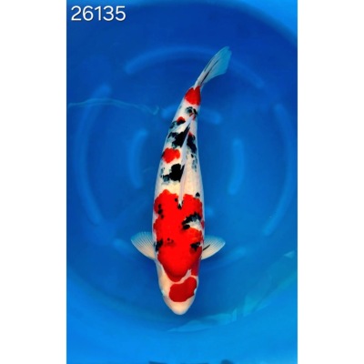 Sanke HQ 67cm réf 26135