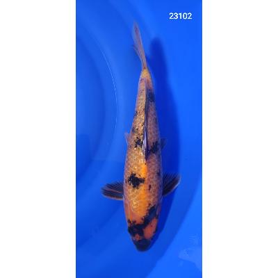 Hi Utsuri Gin Rin 36cm réf23102