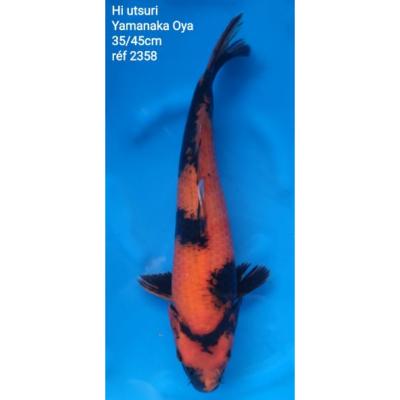 Hi Utsuri 40/45cm réf2358