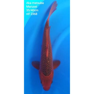 Aka Matsuba 35/40cm réf2368