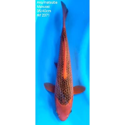 Aka Matsuba 35/40cm réf2371