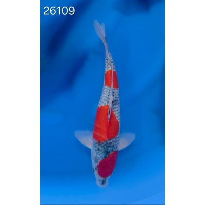 Goshiki 35/40cm réf 26109