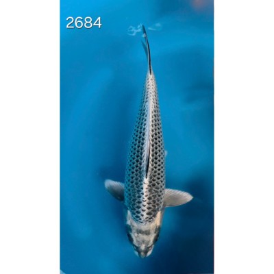 Gin Kabuto 42/45cm réf 2684