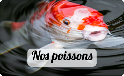 Catgorie poissons